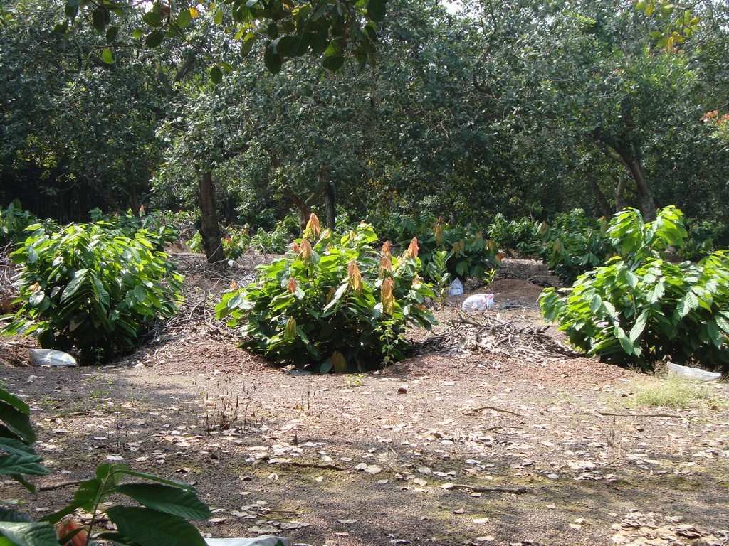 caycacao (Copy).jpg